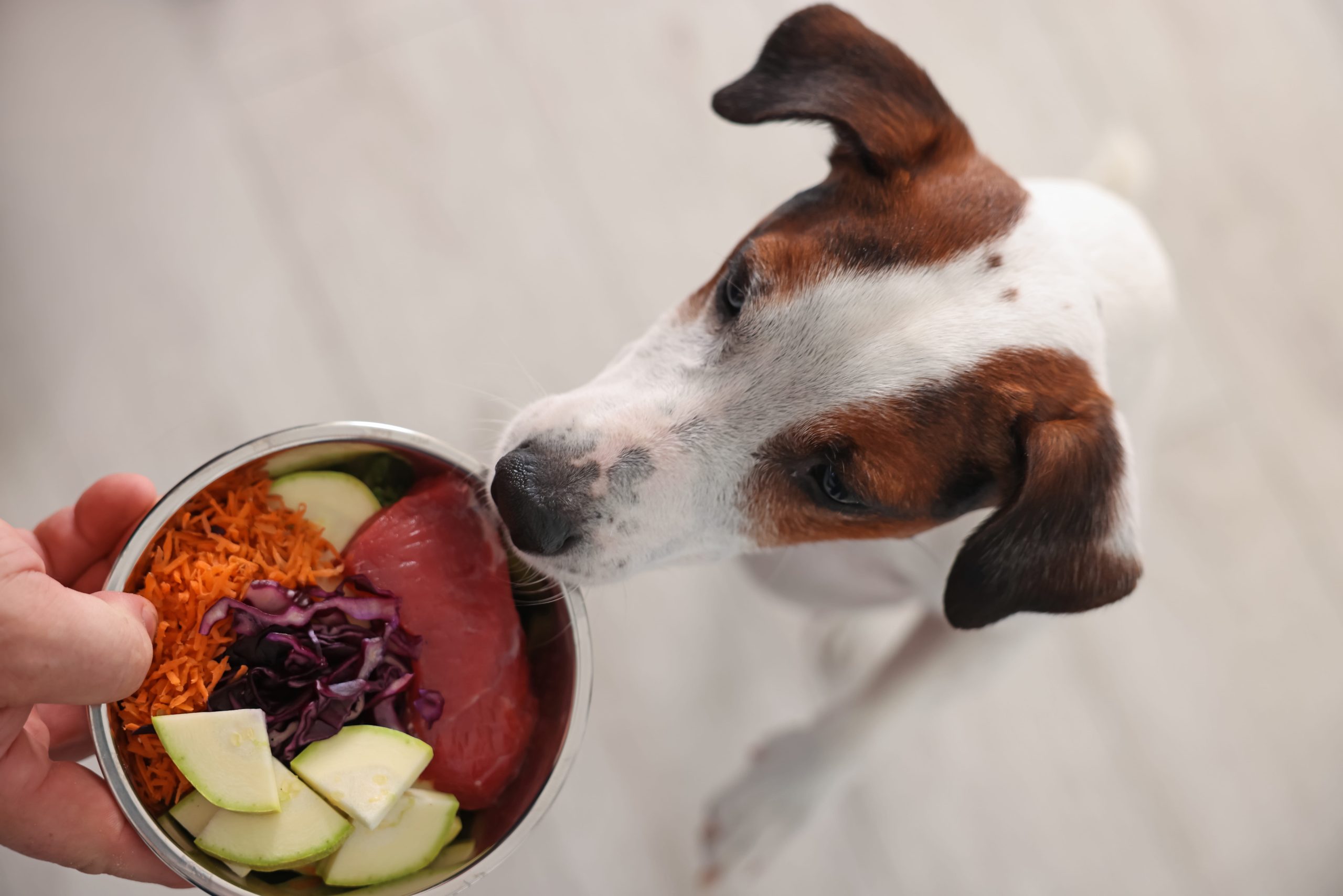 Frische Vielfalt: 5 wertvolle Ergänzungen aus der Küche für den Hundekorb